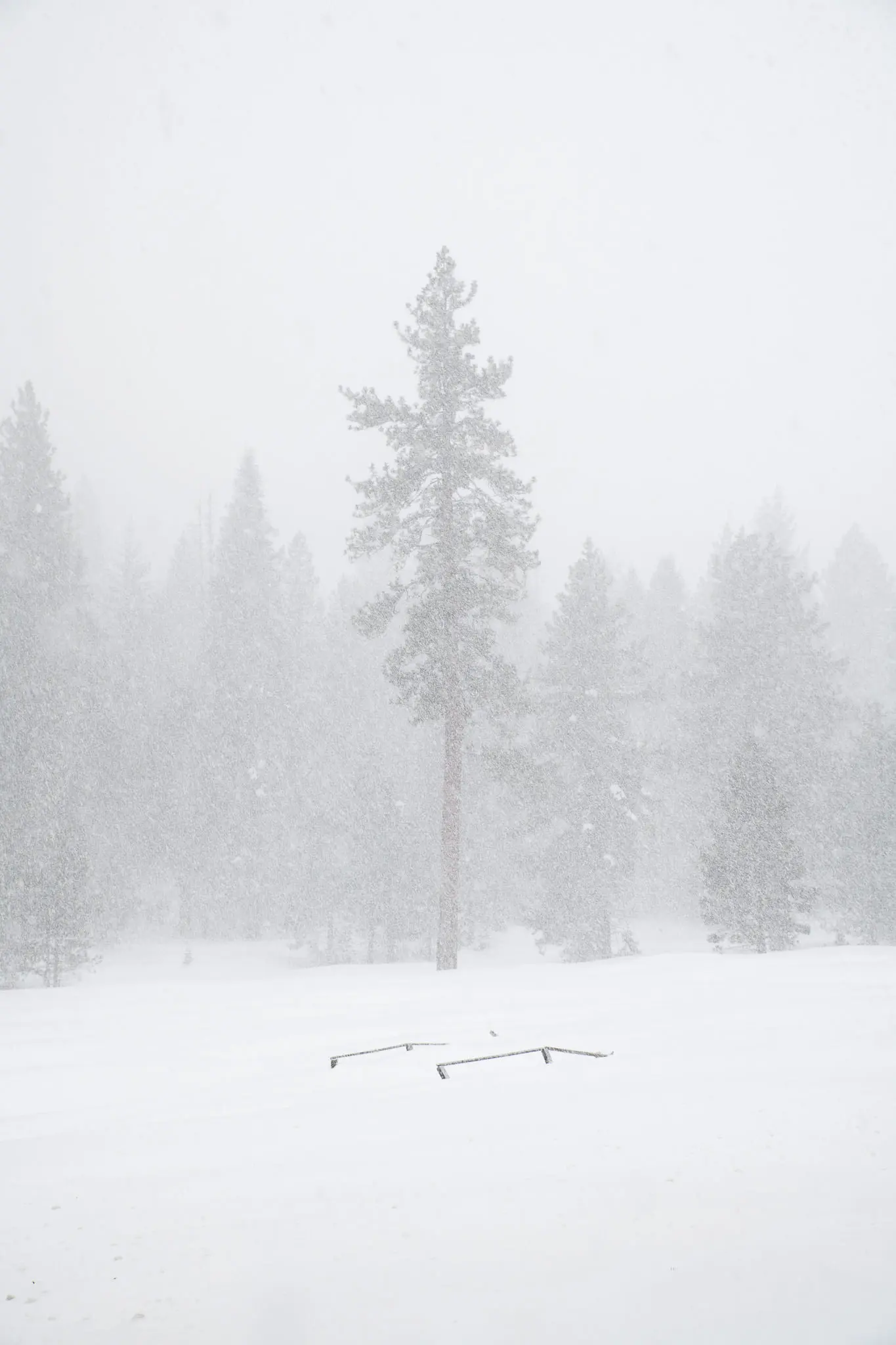 Giant sequoia trunks rising out of frame