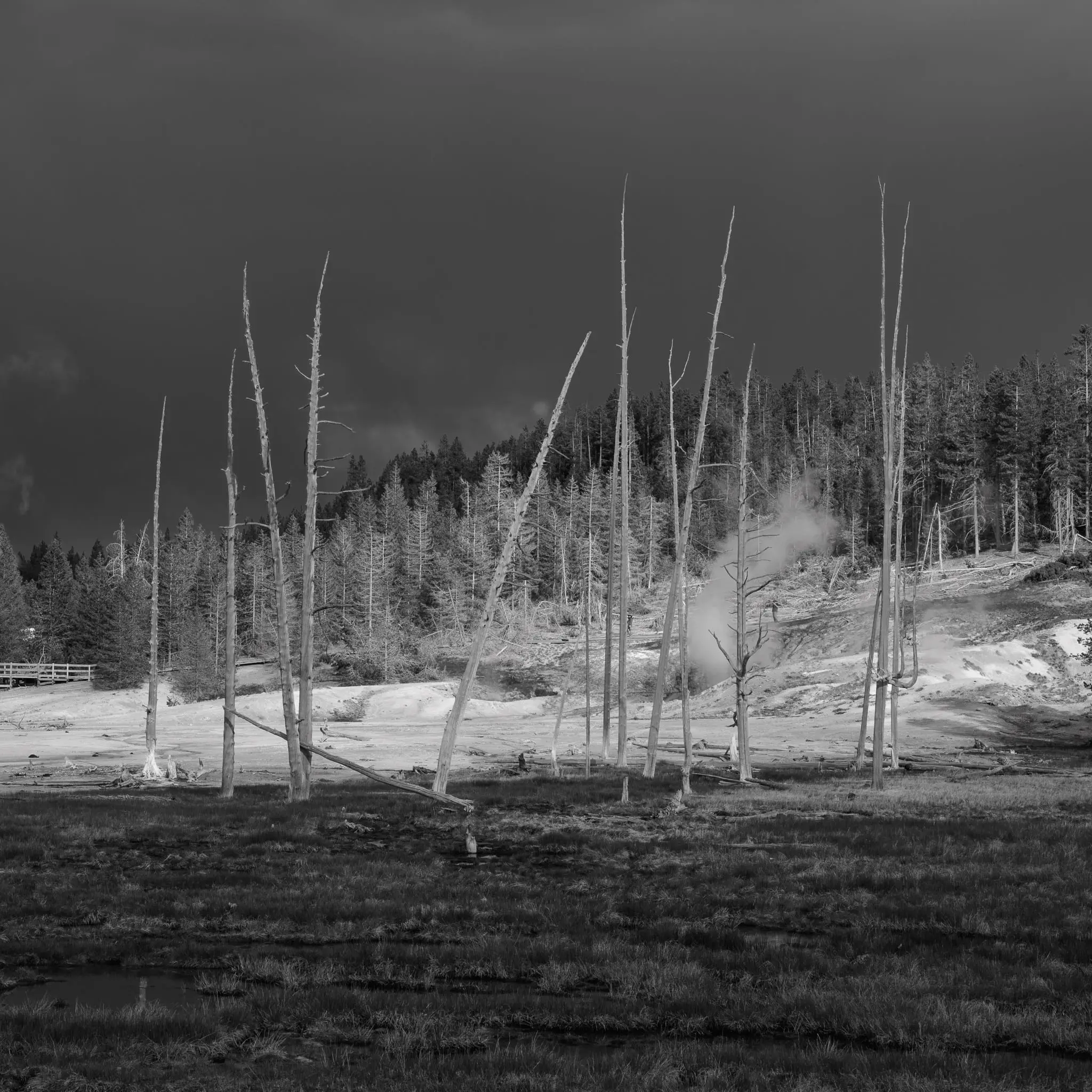 Black and white photograph of trees in a valley